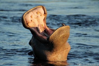 A hippo in the Sambesi