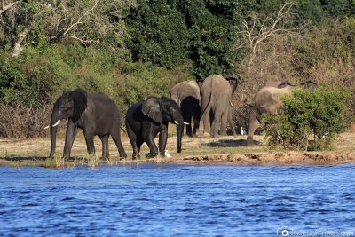 Elefanten am Ufer