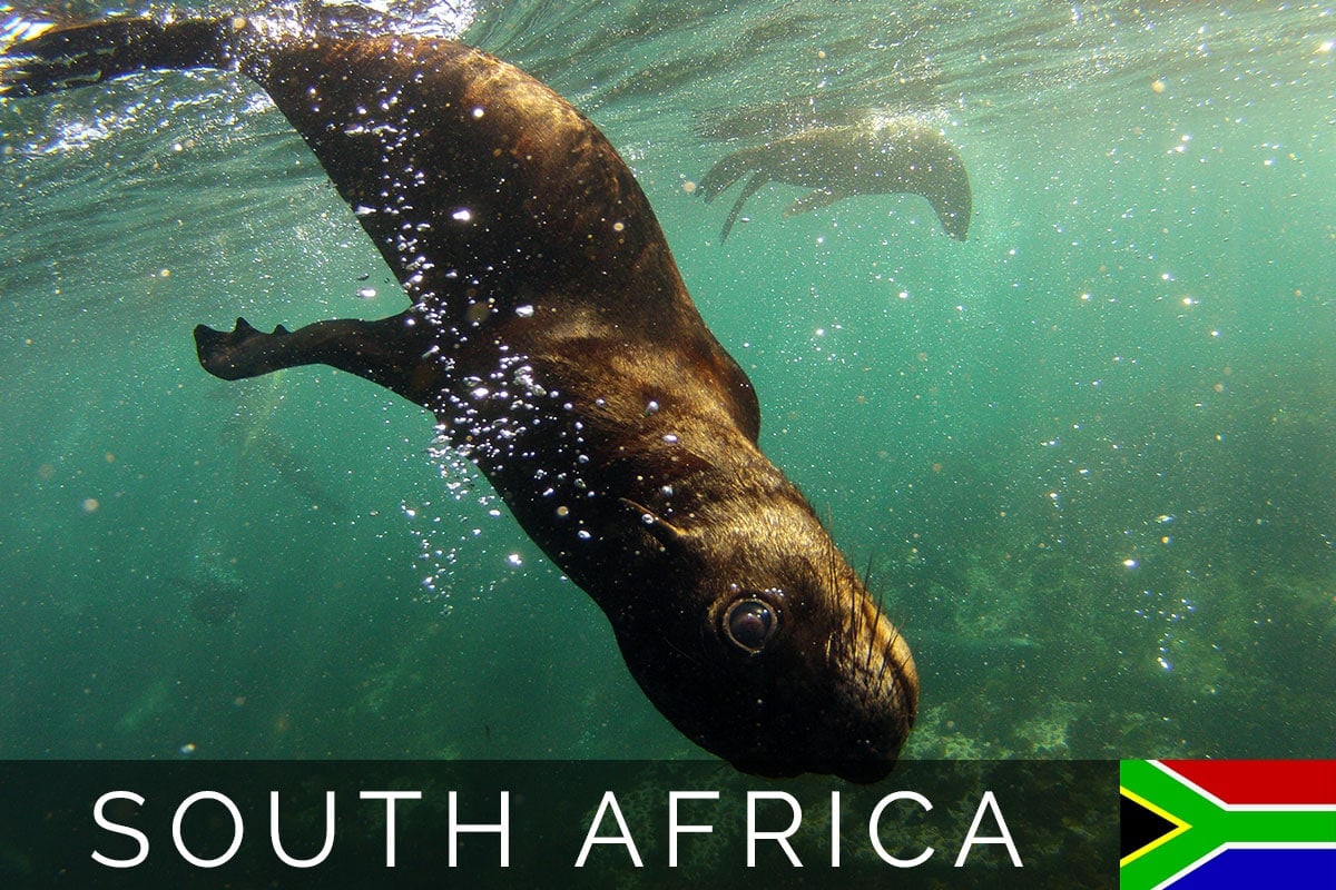 South Africa Sea Lions Blog Post