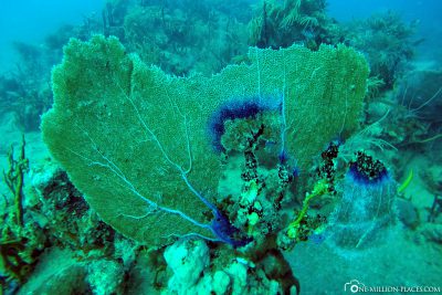 Die Unterwasserwelt von St. Kitts