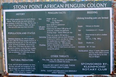 Die Pinguin-Kolonie in Betty’s Bay