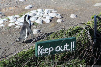 The Penguins in Bettys Bay