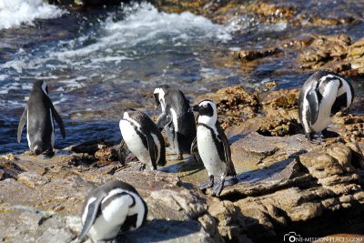 Die Pinguine in Bettys Bay