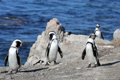 Die Pinguine in Bettys Bay