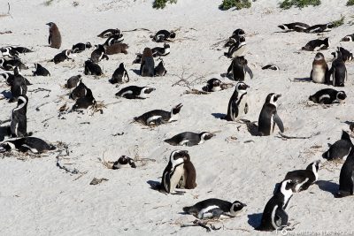 Die Pinguin Kolonie