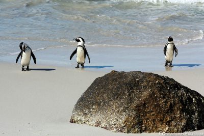 The Penguin Colony