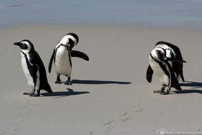 Die Pinguin Kolonie