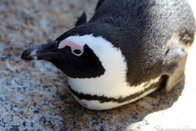 Die Pinguin Kolonie in Simons Town