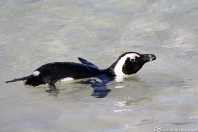 The Penguin Colony in Simons Town