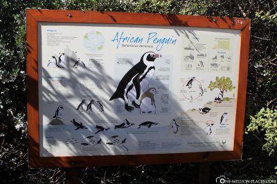 Infoschild Pinguine