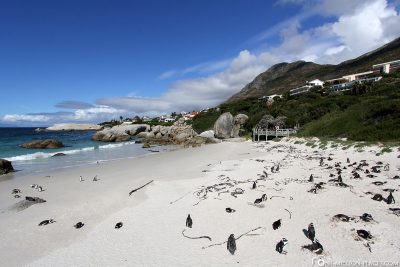 Die Pinguin Kolonie in Simons Town