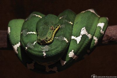 Snake at Cango Wildlife Ranch