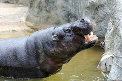Hippo at Cango Wildlife Ranch
