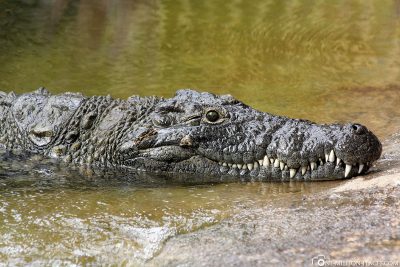 Krokodil in der Cango Wildlife Ranch