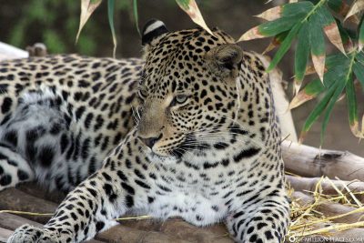 Leopard in der Cango Wildlife Ranch
