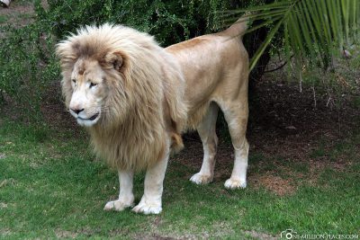Lion at Cango Wildlife Ranch