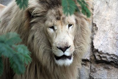 Lion at Cango Wildlife Ranch