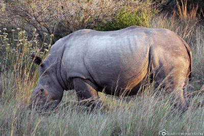 Rhinos at Gondwana Game Reserve