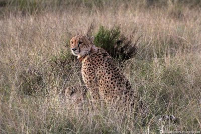 Cheetahs at Gondwana Game Reserve