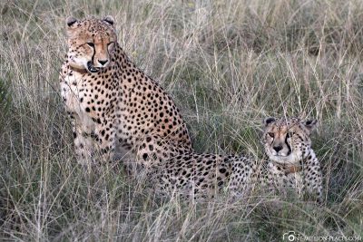 Cheetahs at Gondwana Game Reserve