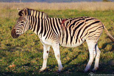Zebras at Gondwana Game Reserve