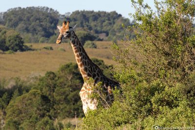 Giraffes at Gondwana Game Reserve