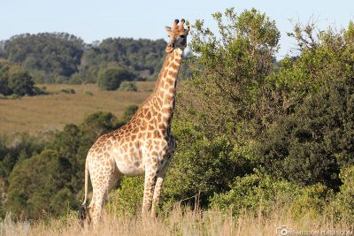 Giraffen im Gondwana Game Reserve
