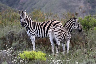 Zebras im Gondwana Game Reserve