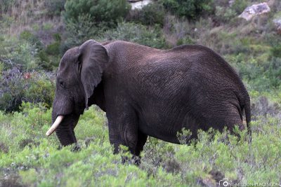 Elefanten im Gondwana Game Reserve
