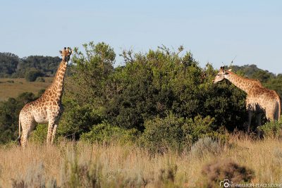 Giraffes directly at the villa