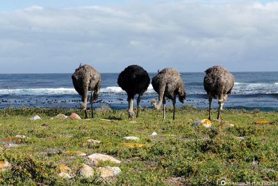 Ostriches in the Tafelberg National Park