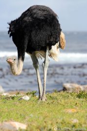 Ostriches in the Tafelberg National Park