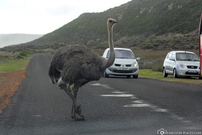 Ostriches have priority