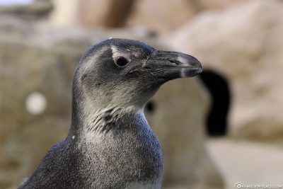 Pinguin im Two Oceans Aquarium