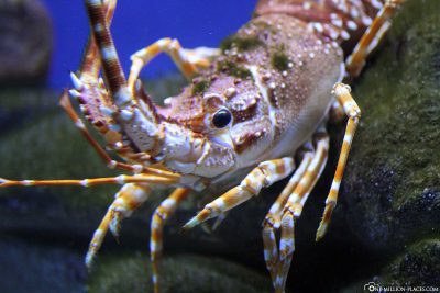 Krabbe im Two Oceans Aquarium
