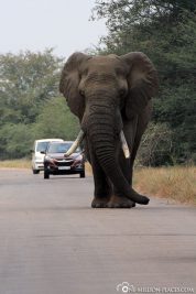 Game ride in Kruger National Park