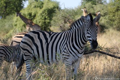 Safari in Kruger National Park