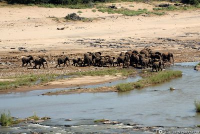 Pirschfahrt im Kruger-Nationalpark