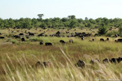 Game ride in Kruger National Park