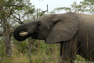Ein Elefant