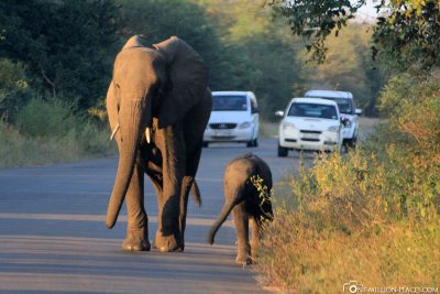 Ein Elefant mit Jungtier