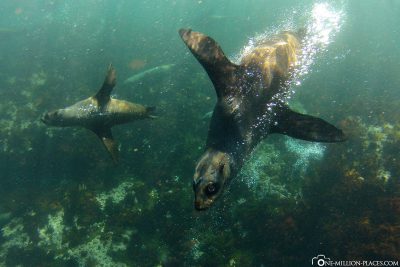 Snorkeling with sea lions at Duiker Island