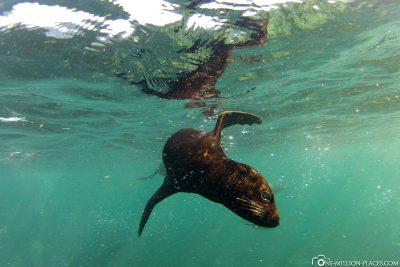 Schnorcheln mit Seelöwen am Duiker Island