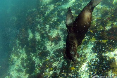 Schnorcheln mit Seelöwen am Duiker Island