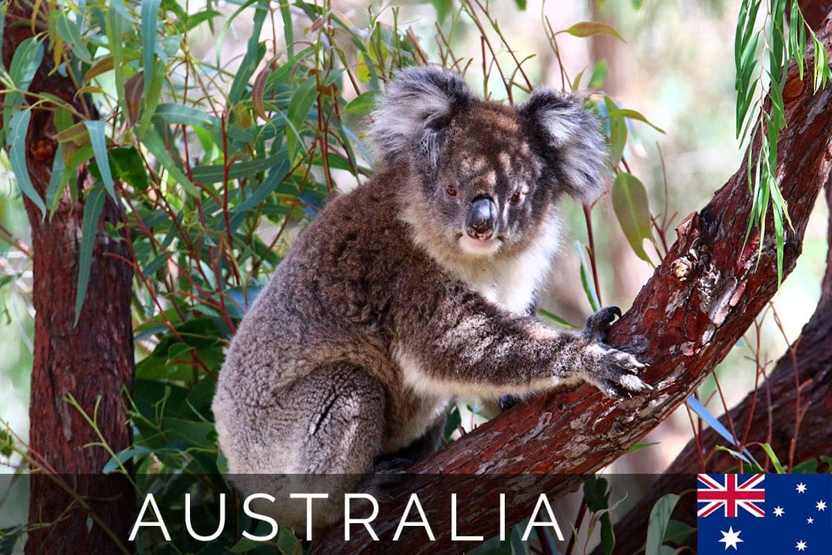 Australia Koala West Coast Blog Post