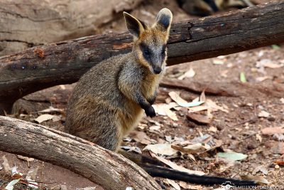 A Wallaby