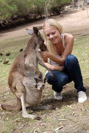 Eine Känguru-Mama mit Baby im Beutel