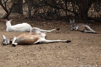 The Kangaroos chilling