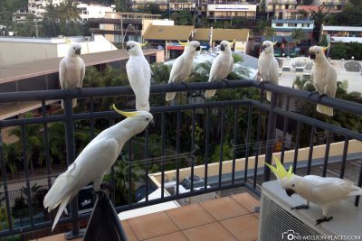 Cockatoos on our balcony