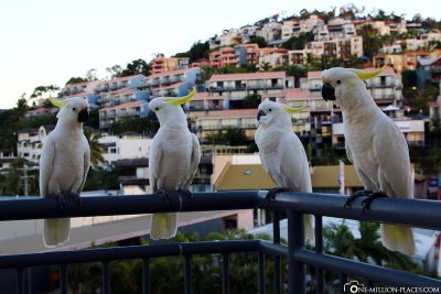 Cockatoos on our balcony